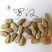 罗汉葫芦种子