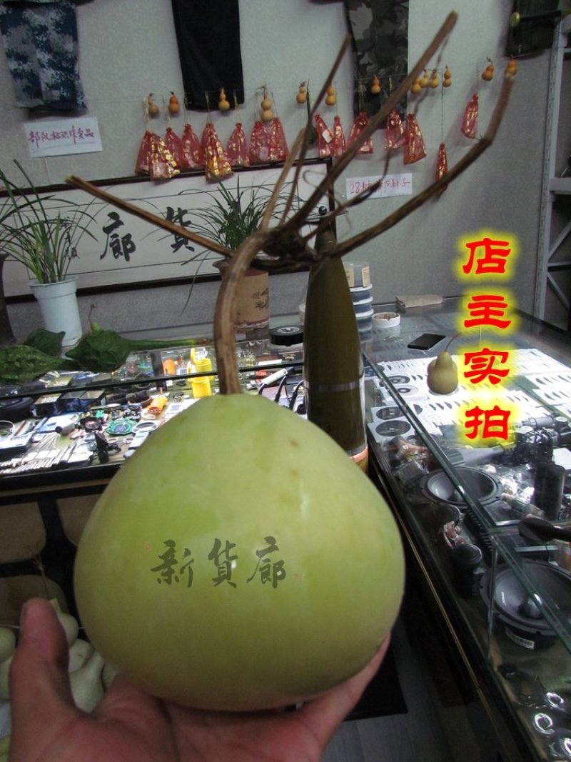 罗汉葫芦种子