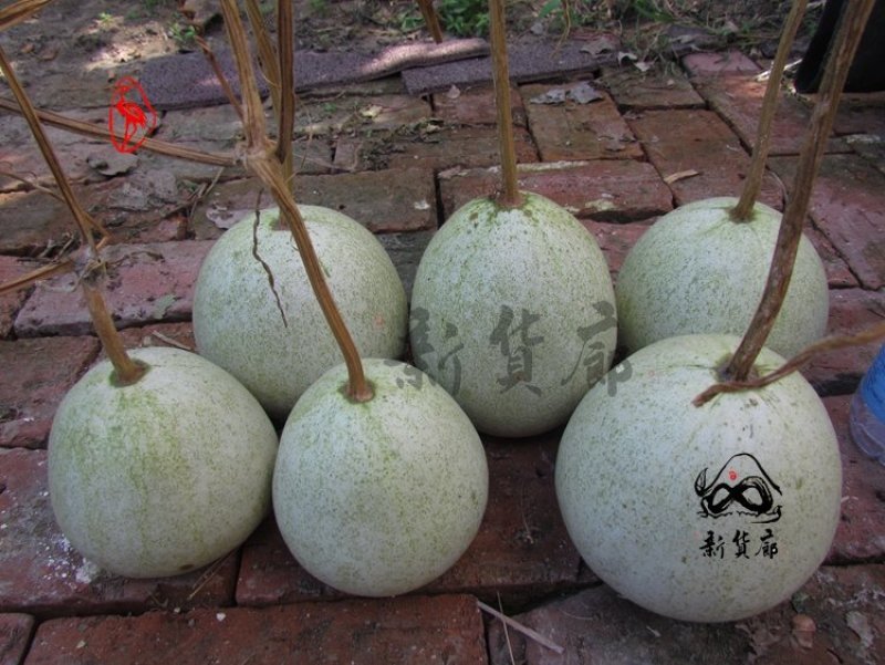 罗汉葫芦种子