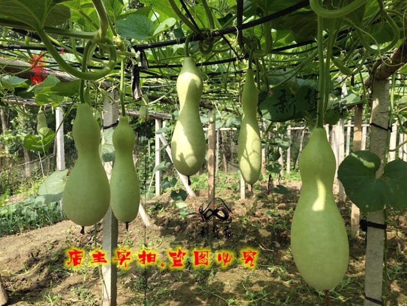 柳叶本长葫芦种子