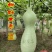 柳叶本长葫芦种子