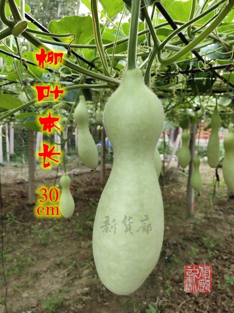 柳叶本长葫芦种子