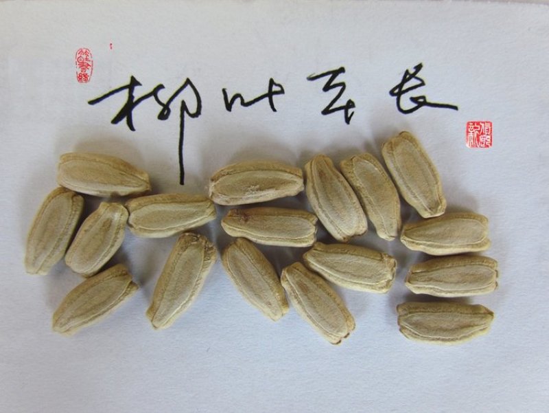 柳叶本长葫芦种子