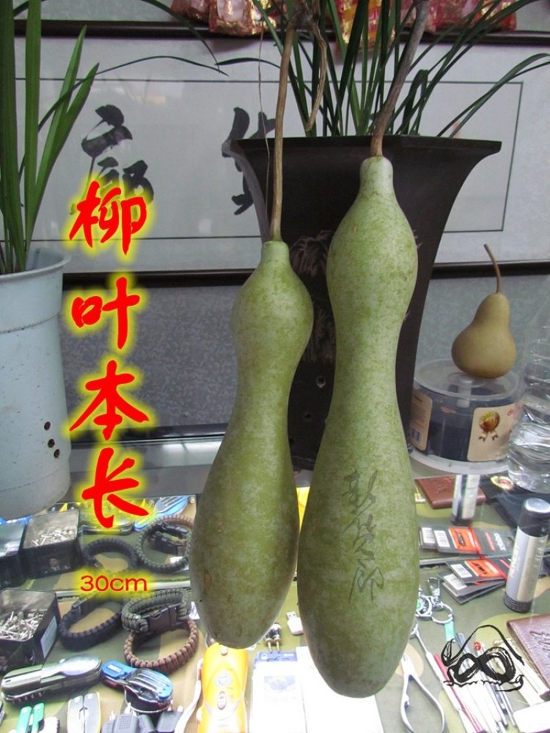柳叶本长葫芦种子
