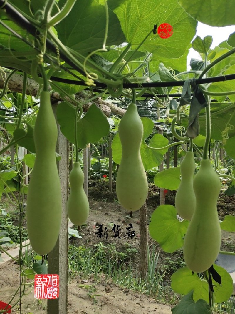 柳叶本长葫芦种子