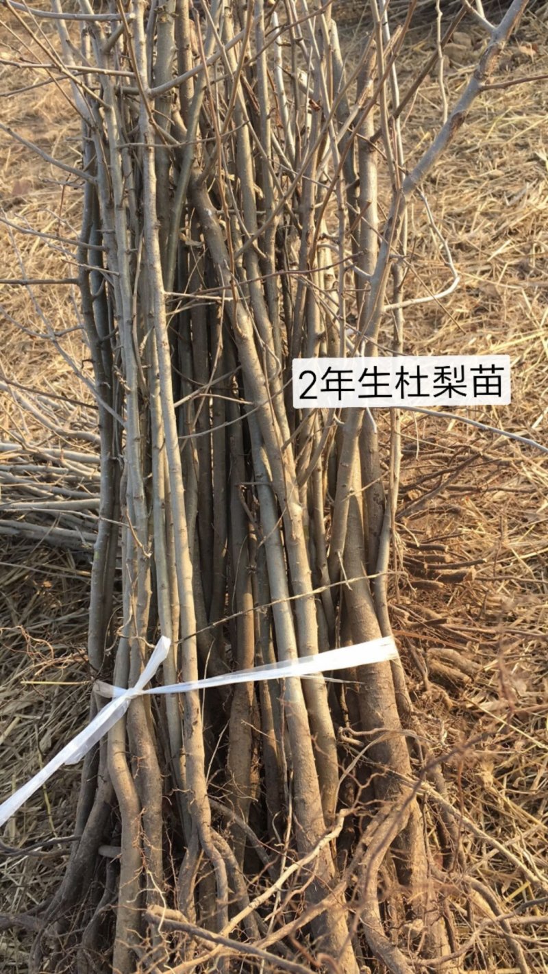 2年生杜梨苗，断根移栽苗，现起苗现出售，批发