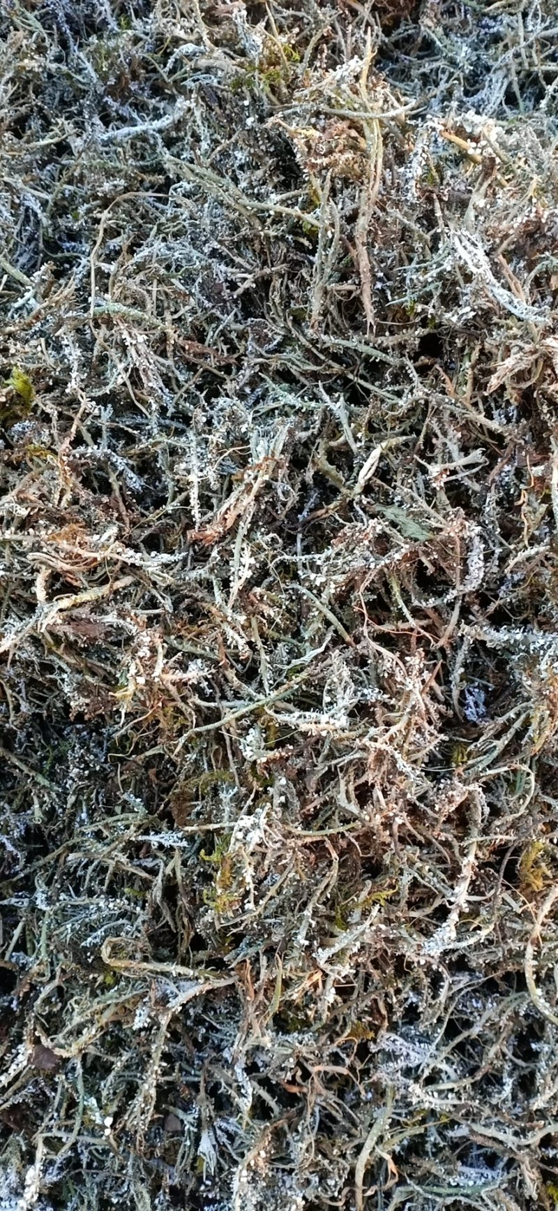 鹿角菜又名石花菜高海拔自然生长野生鹿角菜干菜两斤包邮