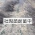 2年生杜梨苗，断根移栽苗，现起苗现出售，批发