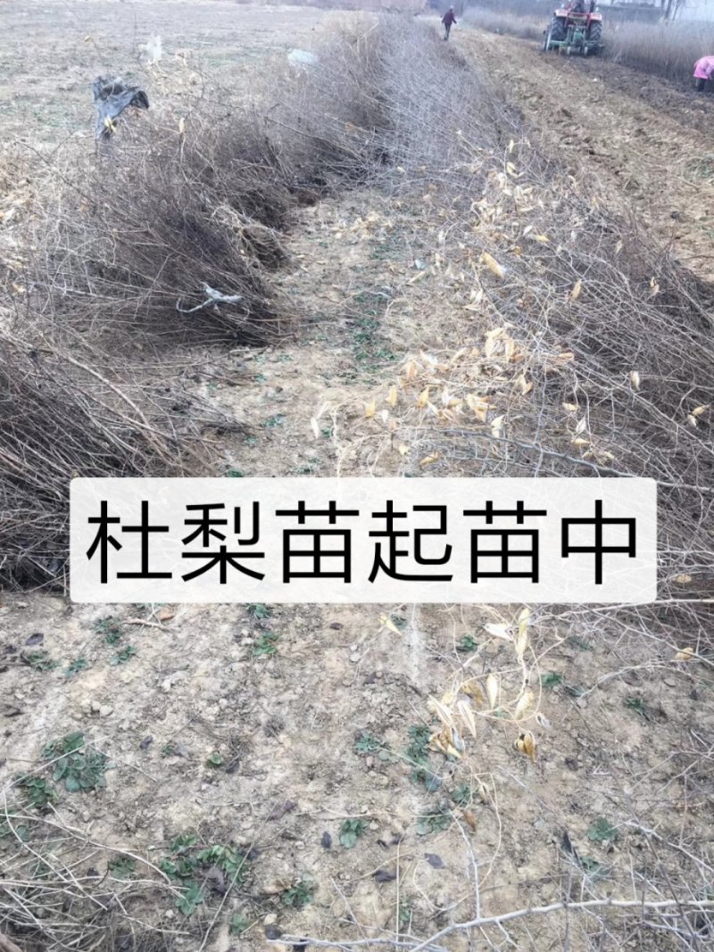 2年生杜梨苗，断根移栽苗，现起苗现出售，批发