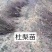 2年生杜梨苗，断根移栽苗，现起苗现出售，批发