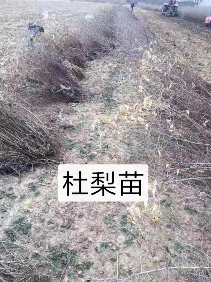 2年生杜梨苗，断根移栽苗，现起苗现出售，批发