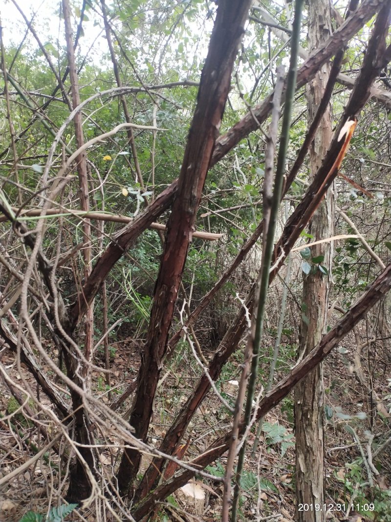 农家山里百货，金弹子树