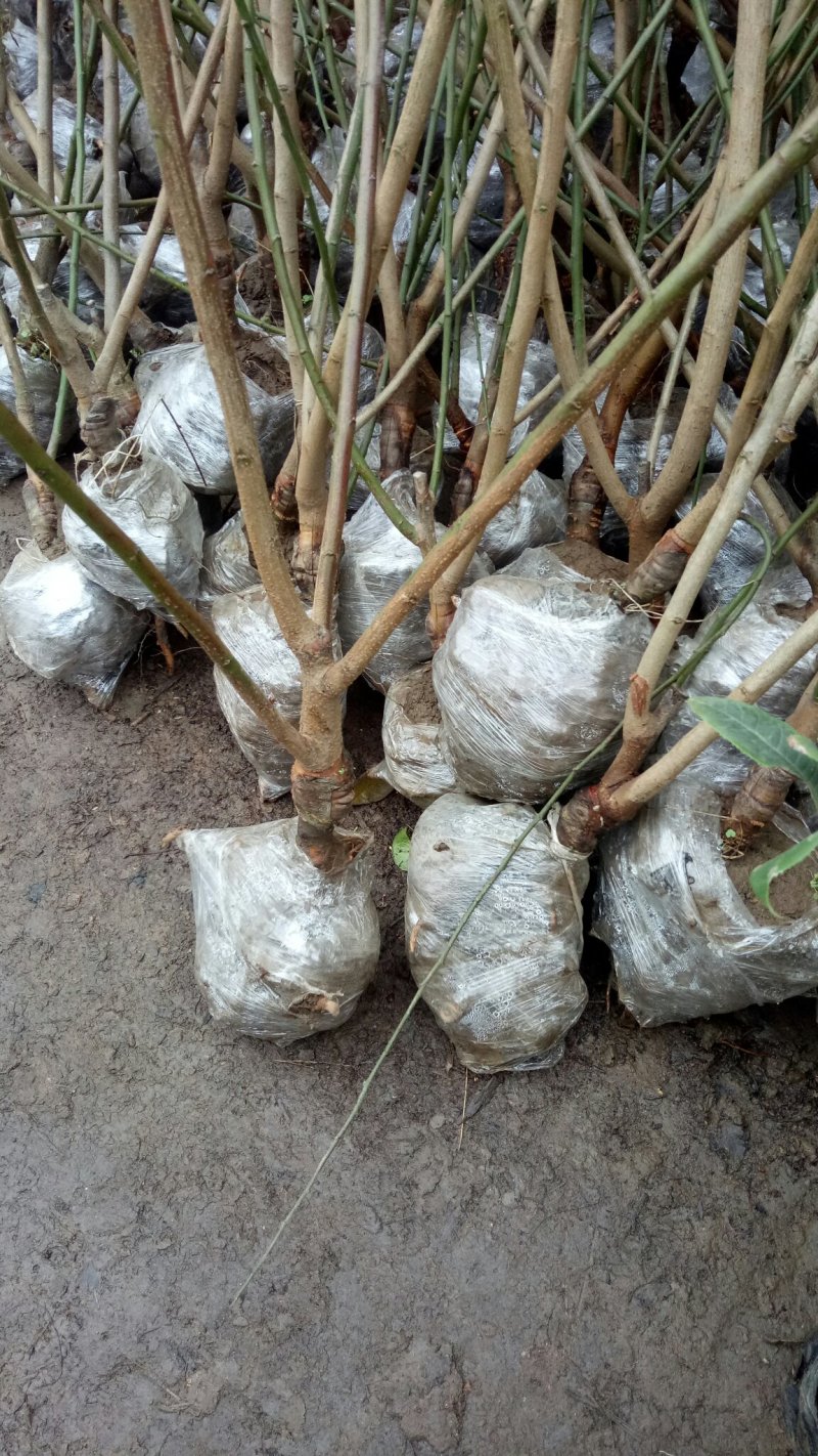 【带花苞】梅花树苗大红梅花包邮梅花盆栽红梅盆景乌梅绿梅