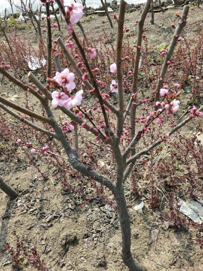 【带花苞】梅花树苗大红梅花包邮梅花盆栽红梅盆景乌梅绿梅