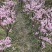 【带花苞】梅花树苗大红梅花包邮梅花盆栽红梅盆景乌梅绿梅