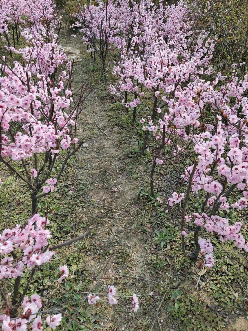 【带花苞】梅花树苗大红梅花包邮梅花盆栽红梅盆景乌梅绿梅