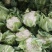 松花菜，散花【视频看货产地直发.诚信代发全国】