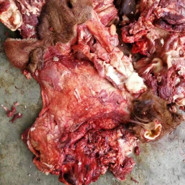 山东省阳信生牛头肉去皮去骨可煮酱，多少会有小骨头