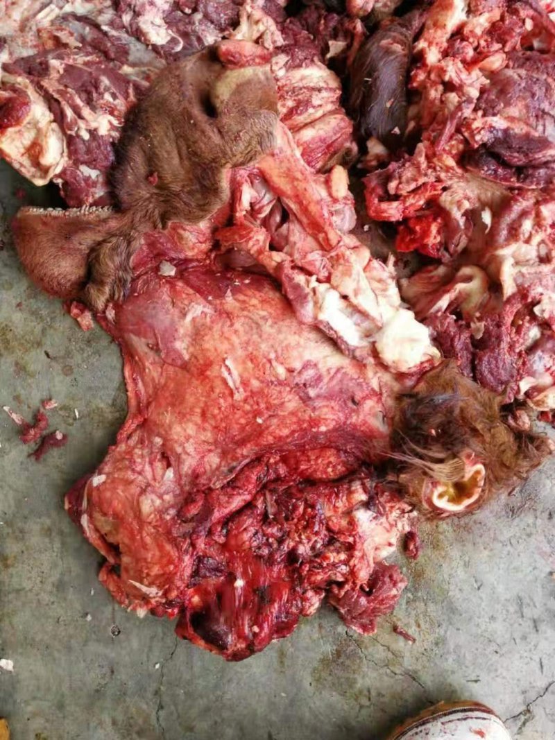 山东省阳信生牛头肉去皮去骨可煮酱，多少会有小骨头
