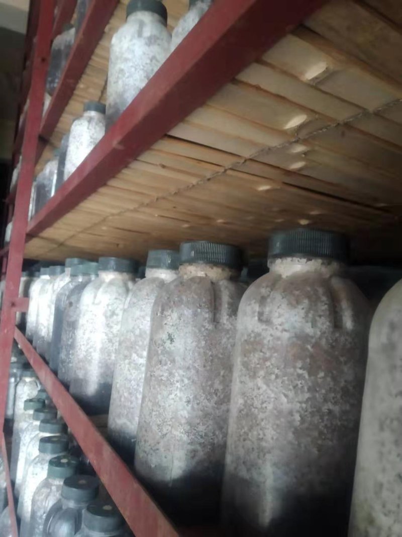 金耳椴木栽培菌种黄金木耳菌种三级菌种预定专拍