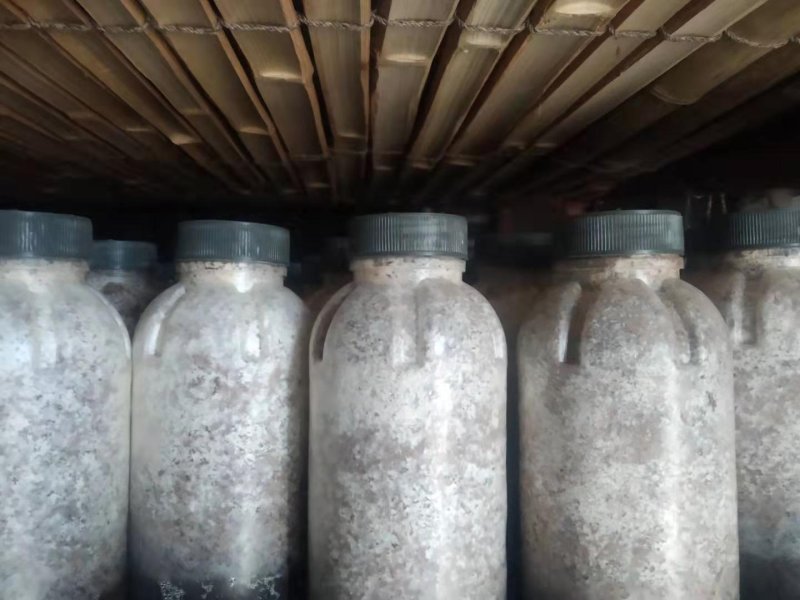 金耳椴木栽培菌种黄金木耳菌种三级菌种预定专拍