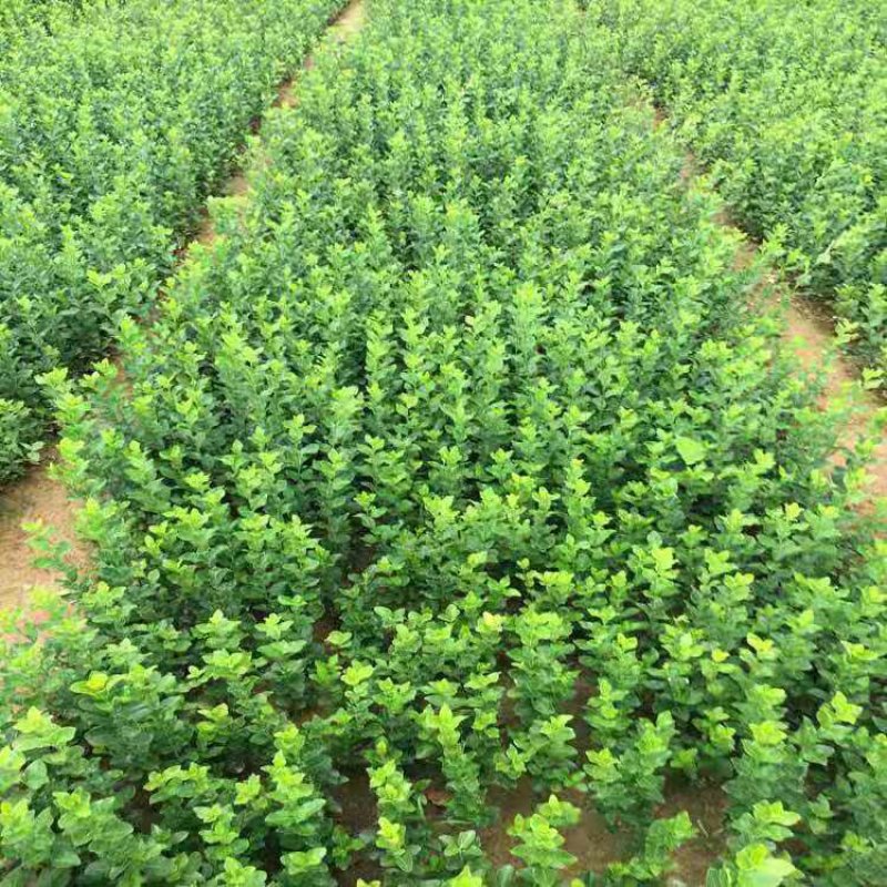 卫矛卫矛，绿化卫矛工程苗木批发价格