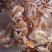 烤虾白虾虾干35条烤虾海鲜干货干货即食虾干