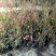 蓝莓苗基地直销2年组培苗薄雾，莱克西，蓝丰品种