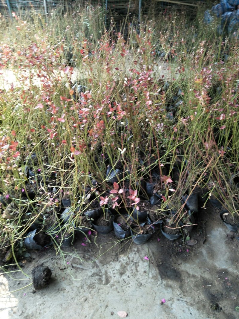 蓝莓苗基地直销2年组培苗薄雾，莱克西，蓝丰品种