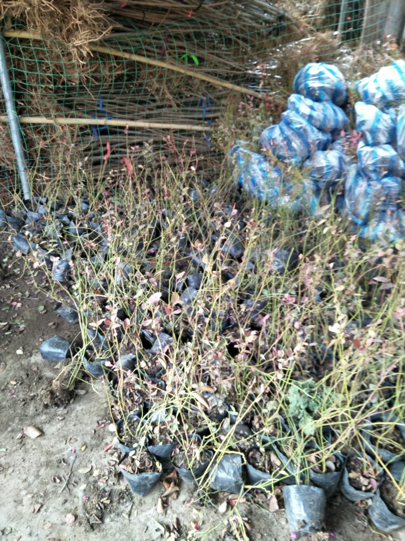 蓝莓苗基地直销2年组培苗薄雾，莱克西，蓝丰品种