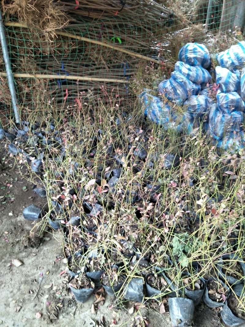 蓝莓苗基地直销2年组培苗薄雾，莱克西，蓝丰品种