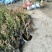 蓝莓苗基地直销2年组培苗薄雾，莱克西，蓝丰品种