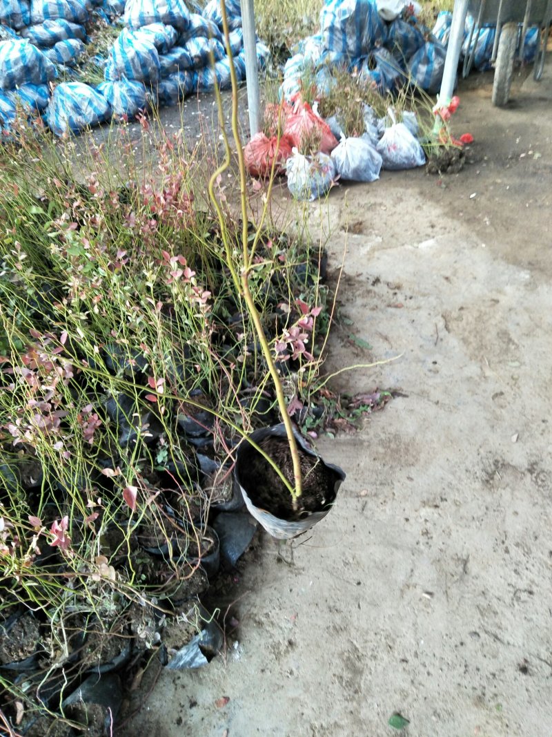 蓝莓苗基地直销2年组培苗薄雾，莱克西，蓝丰品种