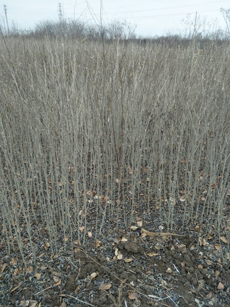 木槿苗木槿花树苗庭院绿化工程植物地栽重瓣木槿树苗成活率高