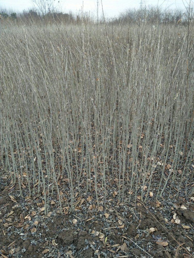 木槿苗木槿花树苗庭院绿化工程植物地栽重瓣木槿树苗成活率高