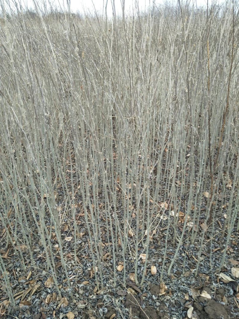 木槿苗木槿花树苗庭院绿化工程植物地栽重瓣木槿树苗成活率高