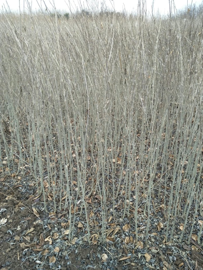 木槿苗木槿花树苗庭院绿化工程植物地栽重瓣木槿树苗成活率高