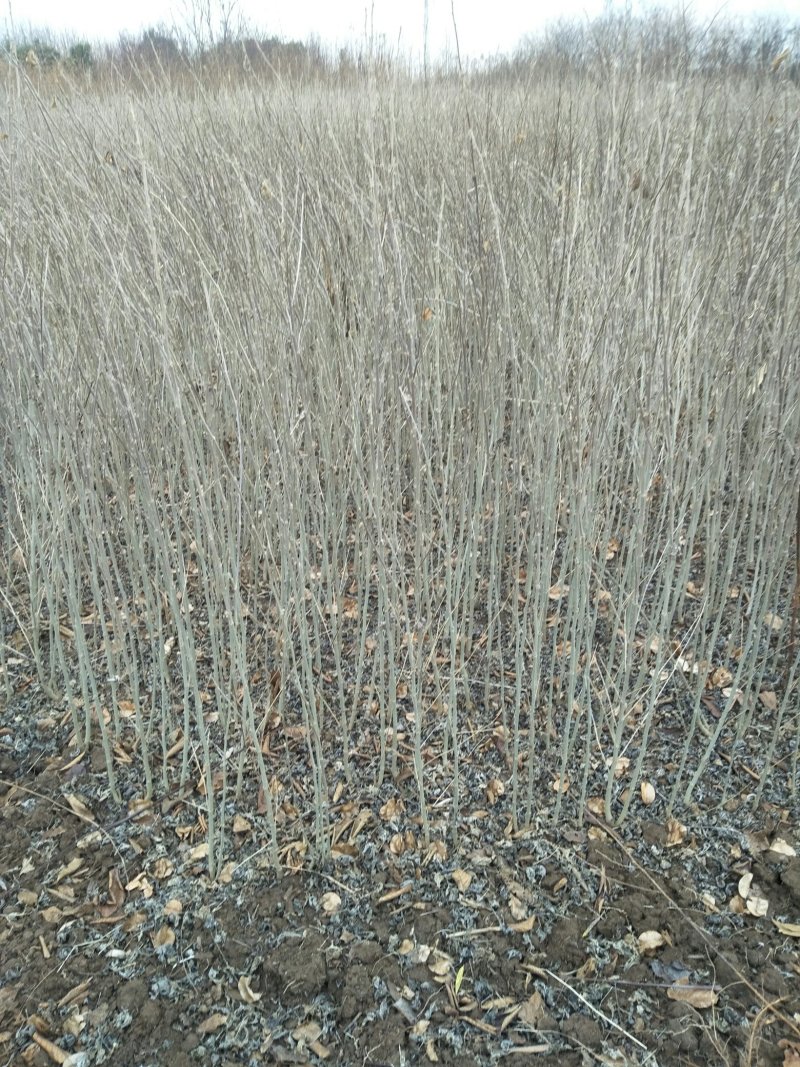 木槿苗木槿花树苗庭院绿化工程植物地栽重瓣木槿树苗成活率高
