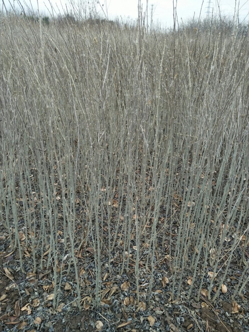 木槿苗木槿花树苗庭院绿化工程植物地栽重瓣木槿树苗成活率高