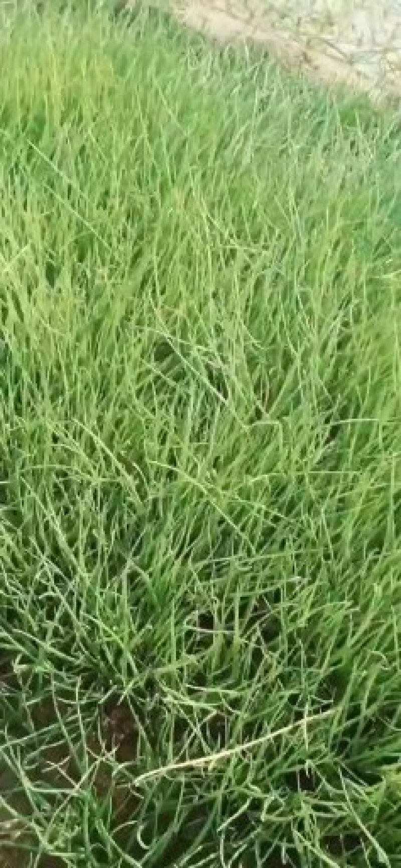 优质二红半高庄洋葱苗子包回收早熟，高产，抗害
