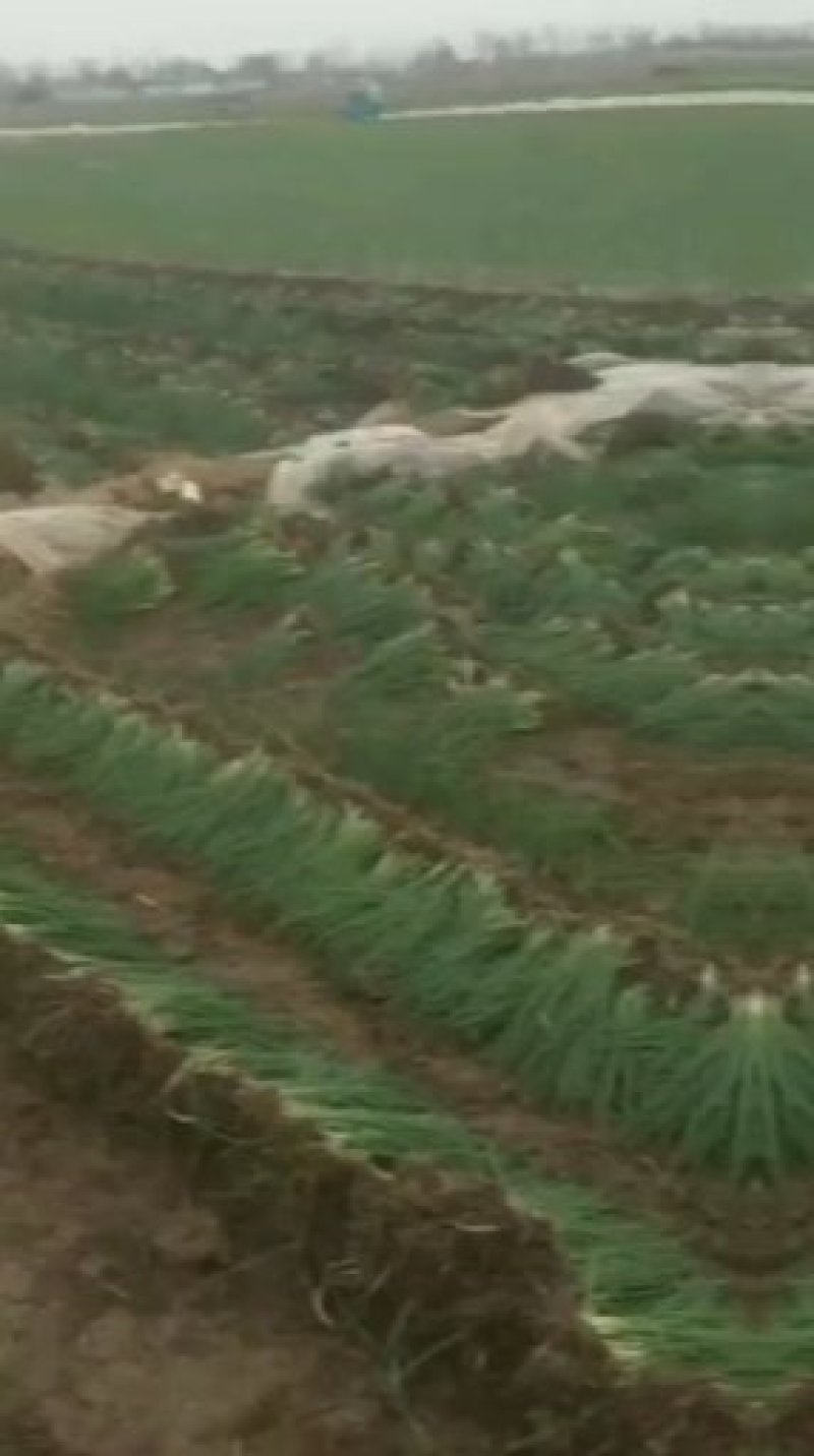 优质二红半高庄洋葱苗子包回收早熟，高产，抗害