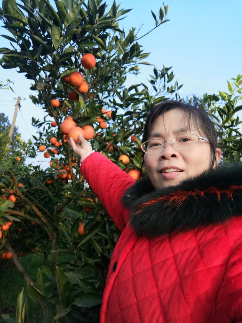 资中特产血橙资中血橙地域性标志产品一件代发