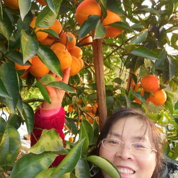 资中特产血橙资中血橙地域性标志产品一件代发