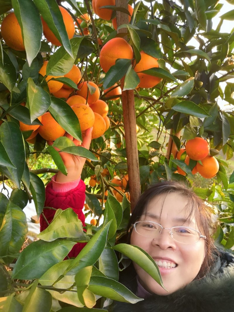 资中特产血橙资中血橙地域性标志产品一件代发
