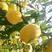 【现挖现发】芒果口味黄桃树苗:晚熟新品种产地直销包邮