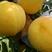 【现挖现发】芒果口味黄桃树苗:晚熟新品种产地直销包邮