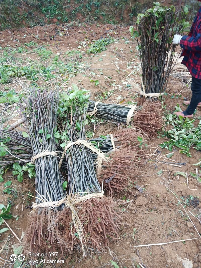 脆冠梨苗:嫁结苗、品种纯、价格优惠，