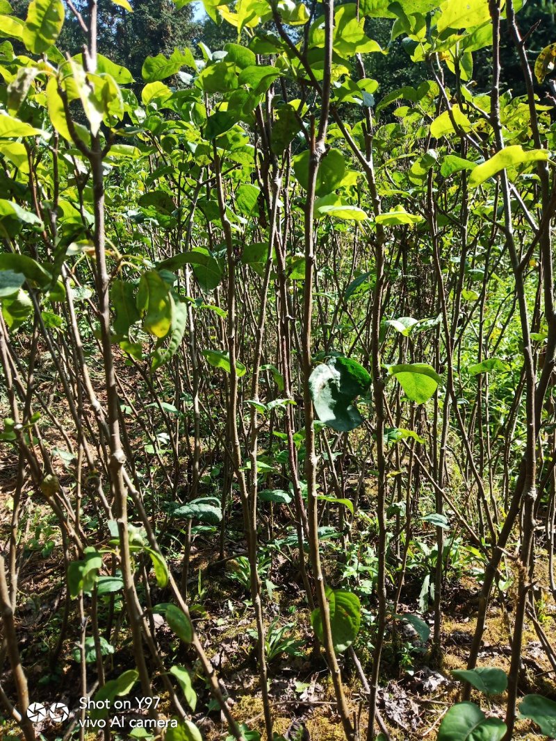 脆冠梨苗:嫁结苗、品种纯、价格优惠，