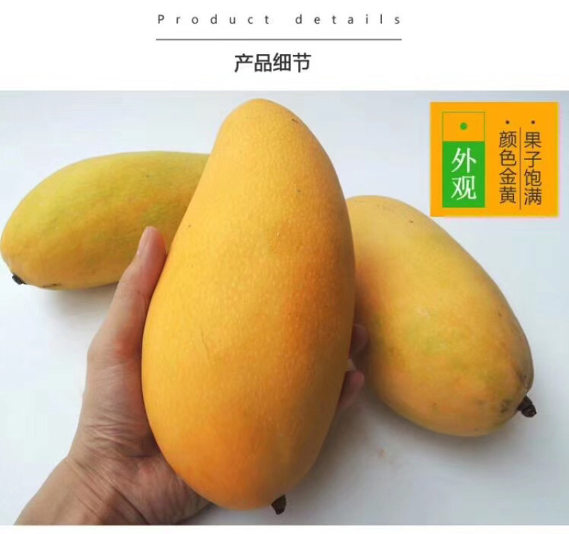 海南金黄芒水仙芒大芒果支持批发一件代发诚招代理