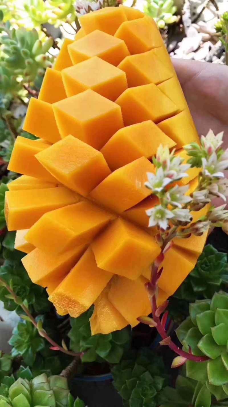 海南金黄芒水仙芒大芒果支持批发一件代发诚招代理